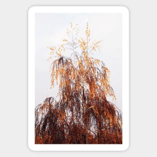 Autumn Birch Tree Sticker